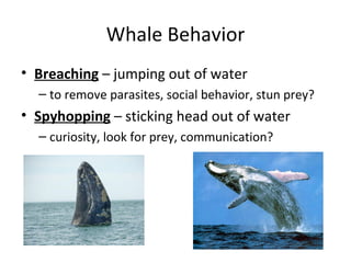 Whale Behavior
• Breaching – jumping out of water
  – to remove parasites, social behavior, stun prey?
• Spyhopping – stic...