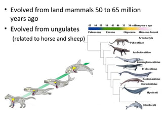 • Evolved from land mammals 50 to 65 million
  years ago
• Evolved from ungulates
  (related to horse and sheep)
 