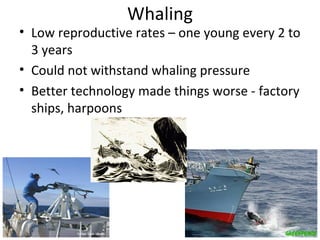 Whaling
• Low reproductive rates – one young every 2 to
  3 years
• Could not withstand whaling pressure
• Better technolo...