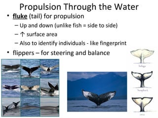 Propulsion Through the Water
• fluke (tail) for propulsion
  – Up and down (unlike fish = side to side)
  – ↑ surface area...