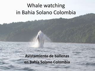 Whale watching
in Bahia Solano Colombia
Avistamiento de ballenas
en Bahía Solano Colombia
 