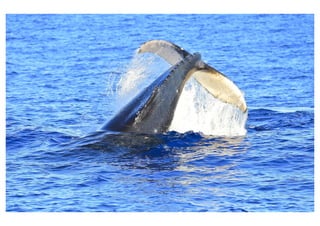 Whale Watching Tours - Humpback Whale Tail Slapping.pdf