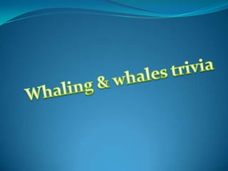 Whaling & whales trivia 