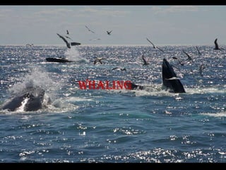 Whaling
 