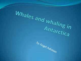 Whales and whaling in Antarctica  by Angel Ashman 