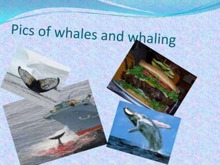 Pics of whales and whaling