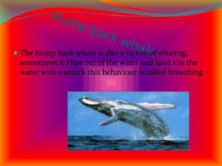            Hump back whaleThe hump back whale is also a victim of whaling, sometimes it Flips out of the water and land s in the water with a smack this behaviour is called breaching.