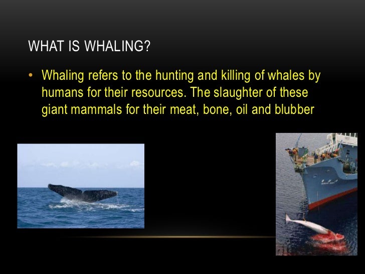 Whaling presentation