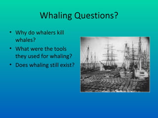 Whaling Questions? Why do whalers kill whales? What were the tools they used for whaling? Does whaling still exist? 