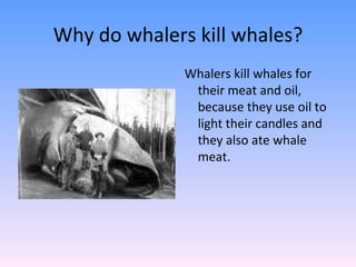 Why do whalers kill whales? Whalers kill whales for their meat and oil, because they use oil to light their candles and they also ate whale meat. 