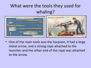 What were the tools they used for whaling? One of the main tools was the harpoon, it had a large metal arrow, and a strong rope attached to the launcher and the other end of the rope was attached to the arrow. 