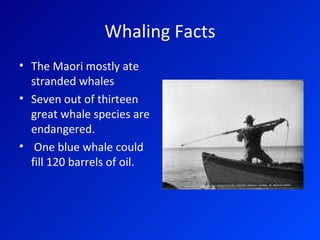 Whaling Facts The Maori mostly ate stranded whales Seven out of thirteen great whale species are endangered. One blue whale could fill 120 barrels of oil. 
