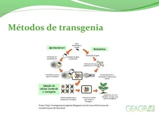 Métodos de transgenia
Fonte: http://transgeniaemvegetais.blogspot.com.br/2010/08/tecnicas-de-
transformacao-de-dna.html
 