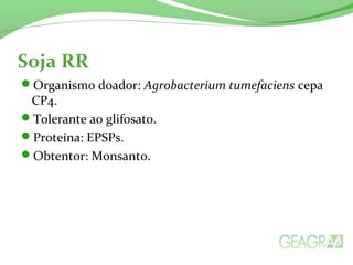 Soja RR
Organismo doador: Agrobacterium tumefaciens cepa
CP4.
Tolerante ao glifosato.
Proteína: EPSPs.
Obtentor: Monsanto.
 