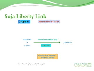 Soja Liberty Link
Fonte: http://slideplayer.com.br/slide/1271406/
 