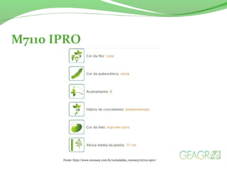 M7110 IPRO
Fonte: http://www.monsoy.com.br/variedades_monsoy/m7110-ipro/
 