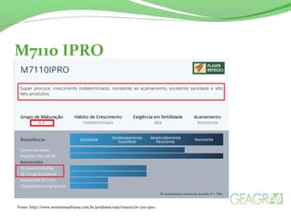 M7110 IPRO
Fonte: http://www.sementesadriana.com.br/produtos/soja/intacta/m-7110-ipro
 