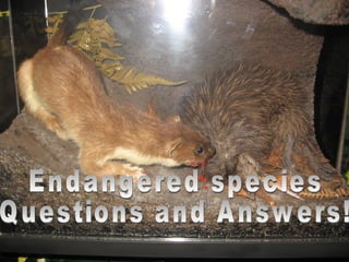Endangered species Questions and Answers! 