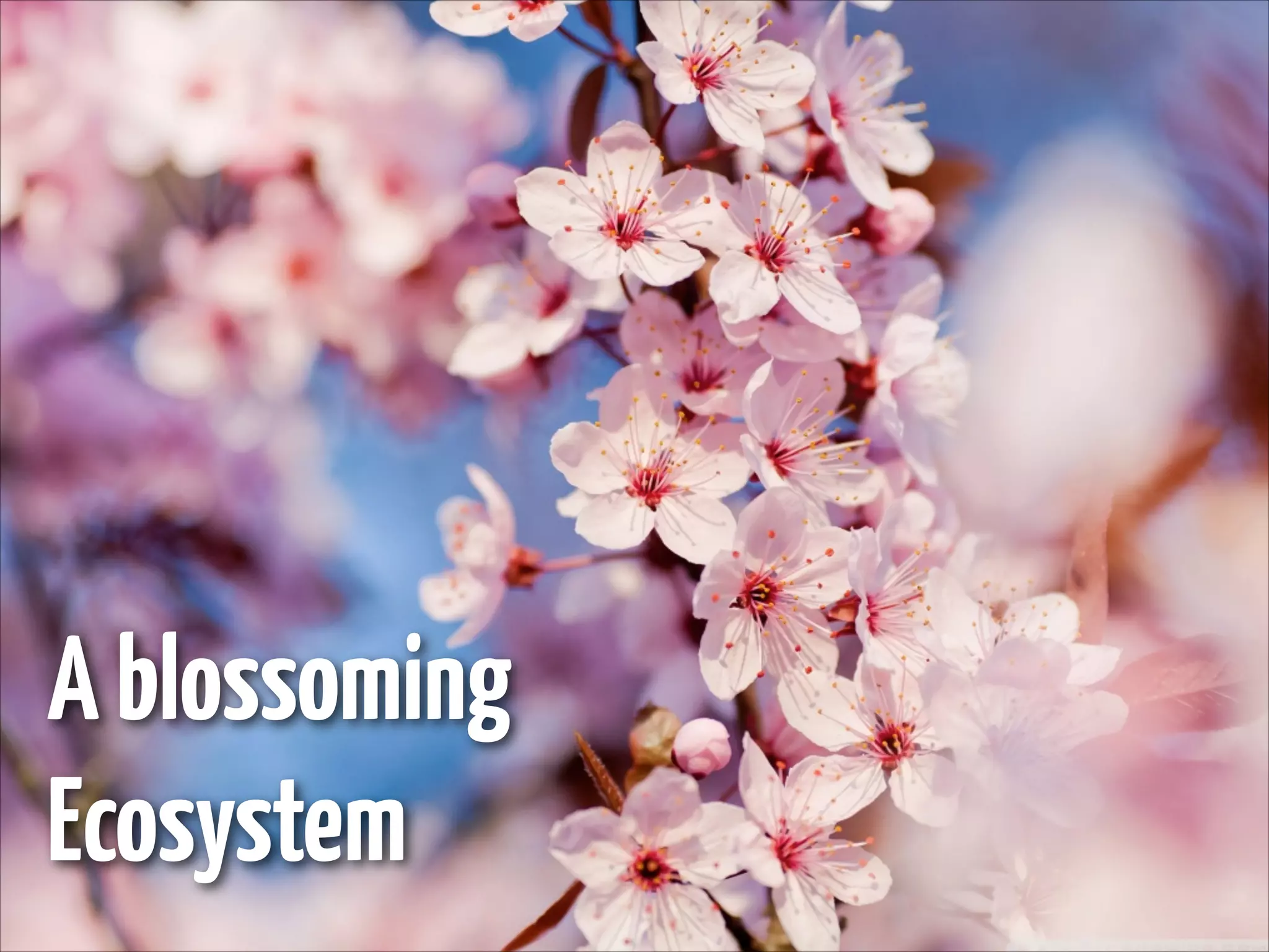 A blossoming
Ecosystem

 