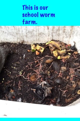 This is our
school worm
farm.

 