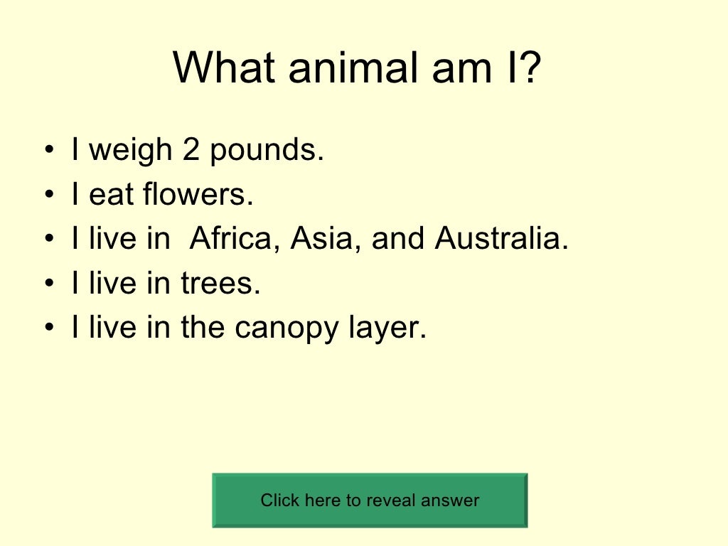 What Animal Am I