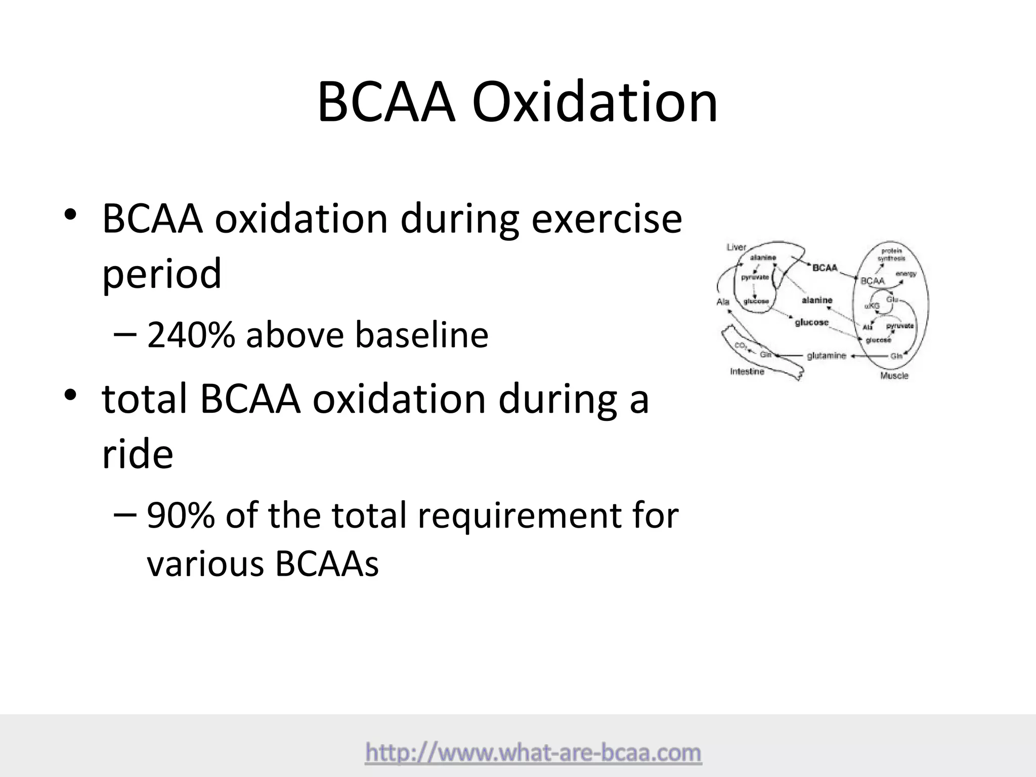 What are BCAA | PPT