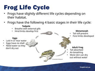 Frogs Evolution Frogs, their features and amphibious evolution | PPTX