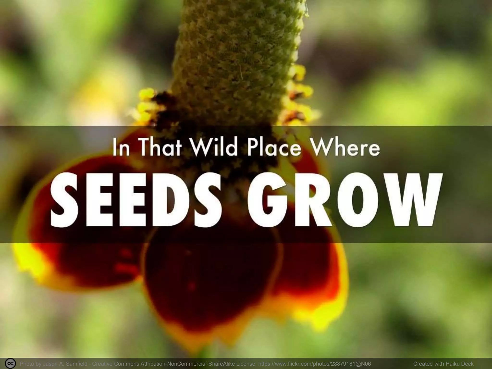 Photo by Jason A. Samfield - Creative Commons Attribution-NonCommercial-ShareAlike License https://www.flickr.com/photos/28879181@N06 Created with Haiku Deck
 