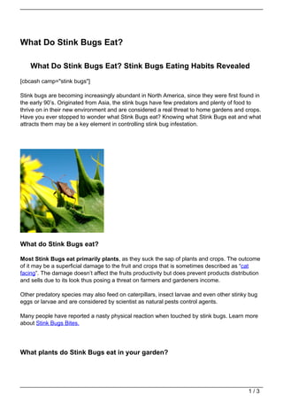 What Do Stink Bugs Eat?

    What Do Stink Bugs Eat? Stink Bugs Eating Habits Revealed
[cbcash camp="stink bugs"]

Stink bugs are becoming increasingly abundant in North America, since they were first found in
the early 90’s. Originated from Asia, the stink bugs have few predators and plenty of food to
thrive on in their new environment and are considered a real threat to home gardens and crops.
Have you ever stopped to wonder what Stink Bugs eat? Knowing what Stink Bugs eat and what
attracts them may be a key element in controlling stink bug infestation.




What do Stink Bugs eat?

Most Stink Bugs eat primarily plants, as they suck the sap of plants and crops. The outcome
of it may be a superficial damage to the fruit and crops that is sometimes described as “cat
facing”. The damage doesn’t affect the fruits productivity but does prevent products distribution
and sells due to its look thus posing a threat on farmers and gardeners income.

Other predatory species may also feed on caterpillars, insect larvae and even other stinky bug
eggs or larvae and are considered by scientist as natural pests control agents.

Many people have reported a nasty physical reaction when touched by stink bugs. Learn more
about Stink Bugs Bites.




What plants do Stink Bugs eat in your garden?




                                                                                            1/3
 