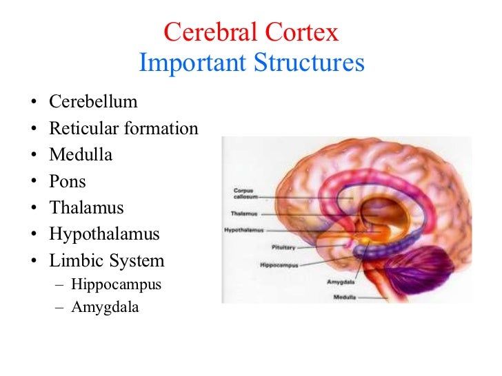 What Happens If The Brain Gets Damaged