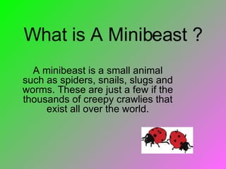 What is A Minibeast ? A minibeast is a small animal such as spiders, snails, slugs and worms. These are just a few if the thousands of creepy crawlies that exist all over the world. 