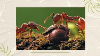 WHAT-IS-FOREST-ECOLOGY.pdf A Powerpoint Presentation | PDF
