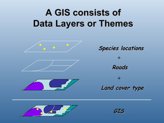 A GIS consists of Data Layers or Themes . . . . . . . . + + Species locations Land cover type Roads GIS  