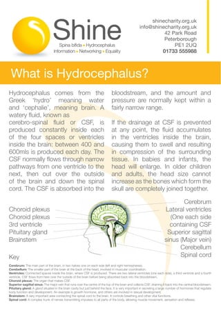 shinecharity.org.uk
                                            info@shinecharity.org.uk
                                                      42 Park Road
                                                      Peterborough
                                                          PE1 2UQ
                                                     01733 555988



 What is Hydrocephalus?



produced constantly inside each
of the four spaces or ventricles   in the ventricles inside the brain,




next, then out over the outside    and adults, the head size cannot
of the brain and down the spinal



Choroid plexus                                         Lateral ventricles
Choroid plexus                                          (One each side

Pituitary gland                                        Superior sagittal


Key                                                          Spinal cord
Cerebrum:
Cerebellum:
Ventricles:

Choroid plexus:
Superior sagittal sinus:
Pituitary gland:

Brainstem:
Spinal cord:
 