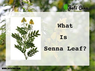 What Is  Senna Leaf? www.jaticina.com 