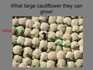 What large cauliflower they can grow! MAN 