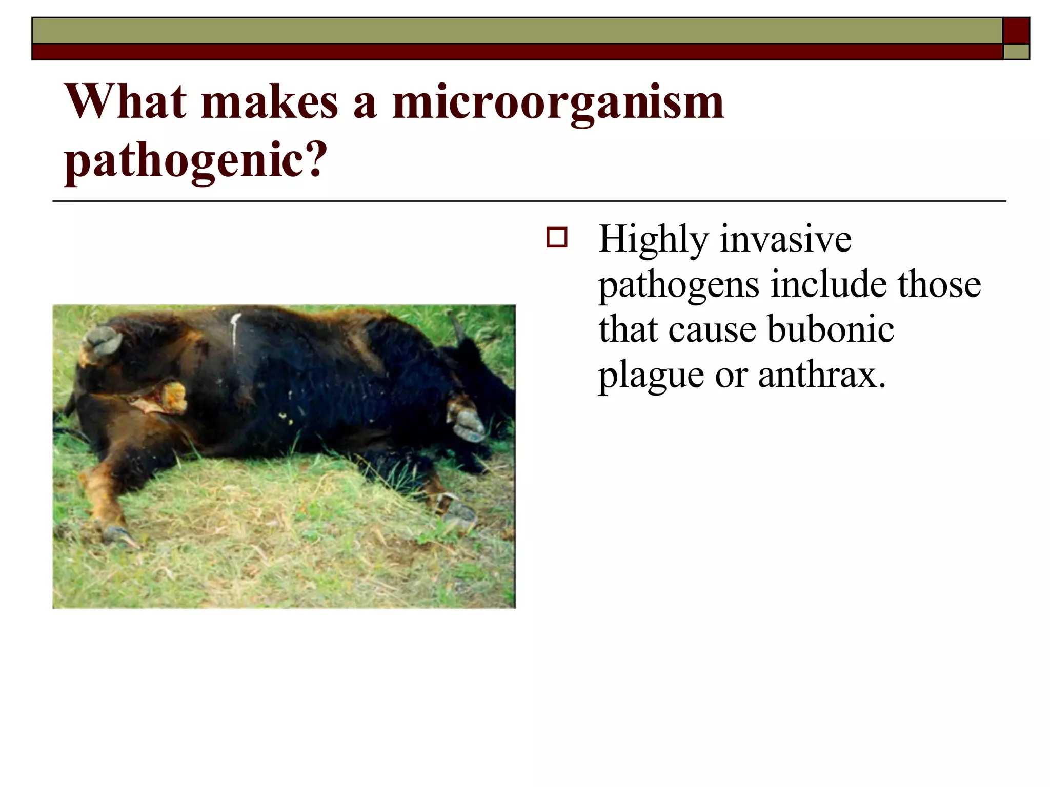 What Makes A Microorganism Pathogenic | PPT