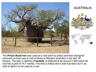 The  Prison Boab tree  was used as a rest point by police and their aboriginal prisoners on their way to trial at Derby in Western Australia, in the late 19 th  century. The tree, a species of  baobab , is believed to be around 1,500 years old and has a girth of 14.7 metres. The tree is hollow and a hole has been cut in its side to allow it to be used as a cell.  AUSTRALIA 