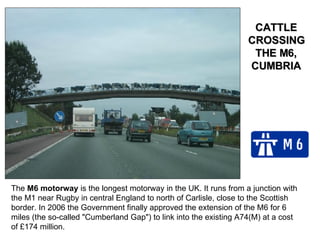 The  M6 motorway  is the longest motorway in the UK. It runs from a junction with the M1 near Rugby in central England to north of Carlisle, close to the Scottish border. In 2006 the Government finally approved the extension of the M6 for 6 miles (the so-called "Cumberland Gap") to link into the existing A74(M) at a cost of £174 million. CATTLE CROSSING THE M6, CUMBRIA 