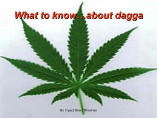 What to know…about dagga By Impact Direct Ministries 