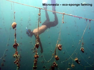 Micronesia – eco-sponge farming 