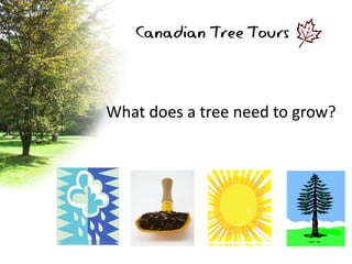 What does a tree need to grow? Canadian Tree Tours 