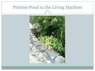 Pristine Pond in the Living Machine