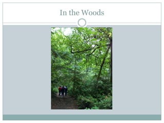 In the Woods