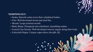 MORPHOLOGY:
Scales: Smooth scales cover their cylindrical bodies.
Fins: Well-developed dorsal and anal fins.
Mouth: Large terminal mouth.
Body Shape: Elongated and cylindrical, resembling snakes.
Lateral Line System: Well-developed sensory organs along their body.
Labyrinth Organ: Unique organ above the gills. [8]
 