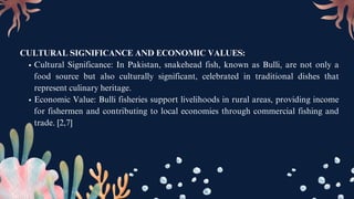 CULTURAL SIGNIFICANCE AND ECONOMIC VALUES:
Cultural Significance: In Pakistan, snakehead fish, known as Bulli, are not only a
food source but also culturally significant, celebrated in traditional dishes that
represent culinary heritage.
Economic Value: Bulli fisheries support livelihoods in rural areas, providing income
for fishermen and contributing to local economies through commercial fishing and
trade. [2,7]
 