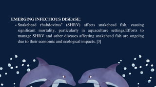 EMERGING INFECTIOUS DISEASE:
Snakehead rhabdovirus" (SHRV) affects snakehead fish, causing
significant mortality, particularly in aquaculture settings.Efforts to
manage SHRV and other diseases affecting snakehead fish are ongoing
due to their economic and ecological impacts. [3]
 