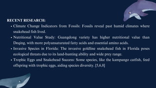 RECENT RESEARCH:
Climate Change Indicators from Fossils: Fossils reveal past humid climates where
snakehead fish lived.
Nutritional Value Study: Guangdong variety has higher nutritional value than
Deqing, with more polyunsaturated fatty acids and essential amino acids.
Invasive Species in Florida: The invasive goldline snakehead fish in Florida poses
ecological threats due to its land-hunting ability and wide prey range.
Trophic Eggs and Snakehead Success: Some species, like the kampango catfish, feed
offspring with trophic eggs, aiding species diversity. [5,6,8]
 