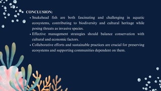 CONCLUSION:
Snakehead fish are both fascinating and challenging in aquatic
ecosystems, contributing to biodiversity and cultural heritage while
posing threats as invasive species.
Effective management strategies should balance conservation with
cultural and economic factors.
Collaborative efforts and sustainable practices are crucial for preserving
ecosystems and supporting communities dependent on them.
 