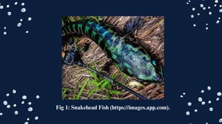 Fig 1: Snakehead Fish (https://images.app.com).
 